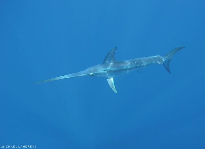 Sea Wonder: Swordfish | National Marine Sanctuary Foundation