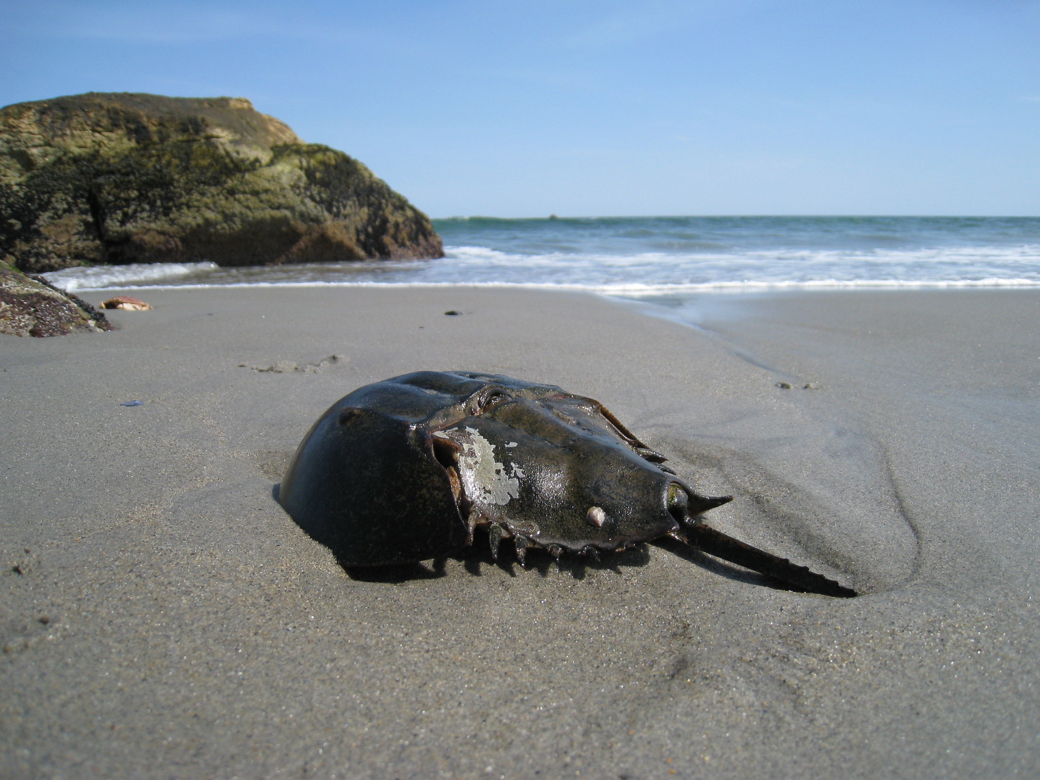 Horseshoe Crabs: Managing a Resource for Birds, Bait, and Blood