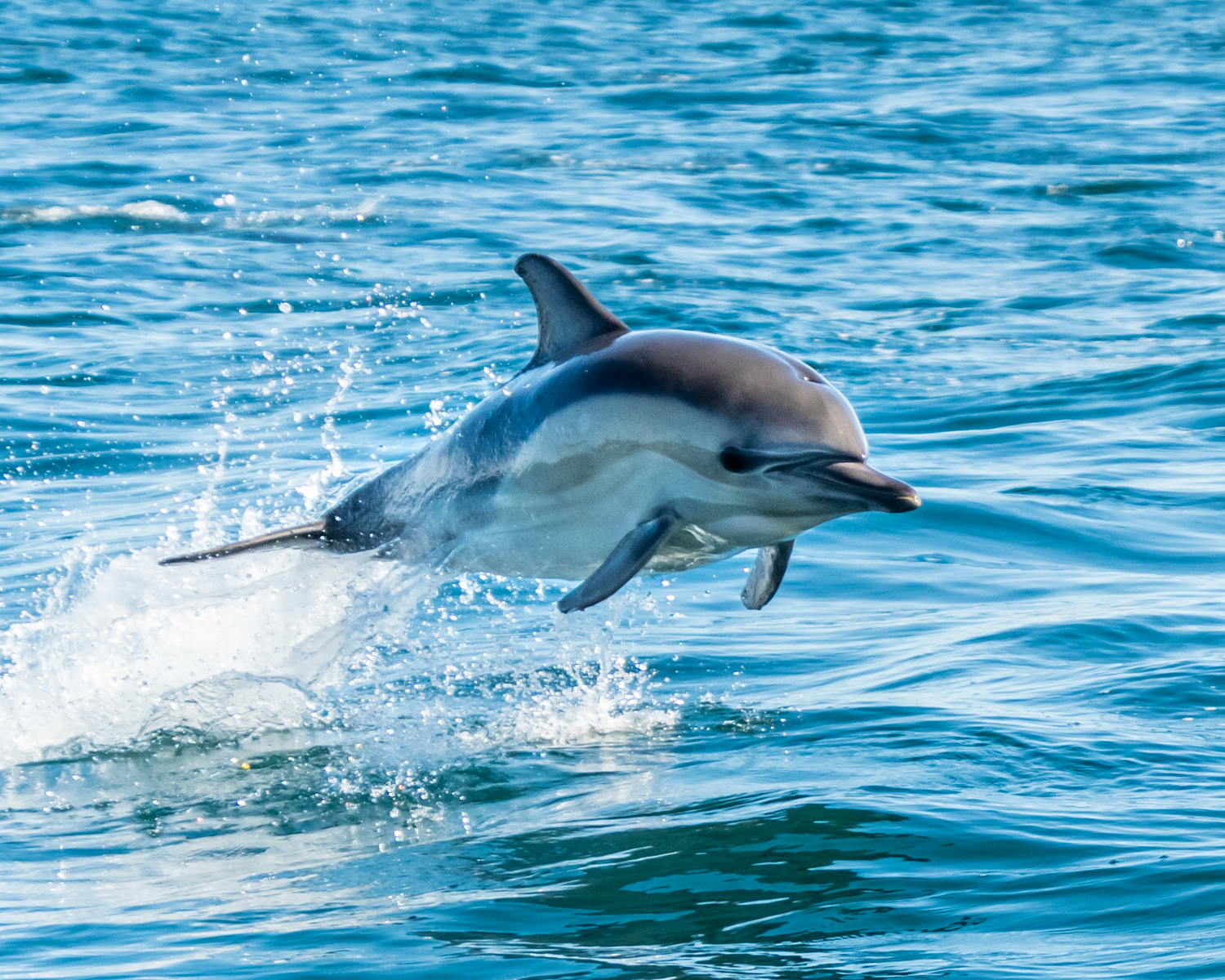 MBNMS CommonDolphinsNearCarmel3 DouglasCroft 