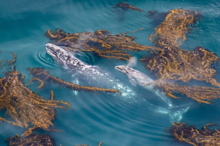 MBNMS-GrayWhaleAndCalf-BigSur-DouglasCroft
