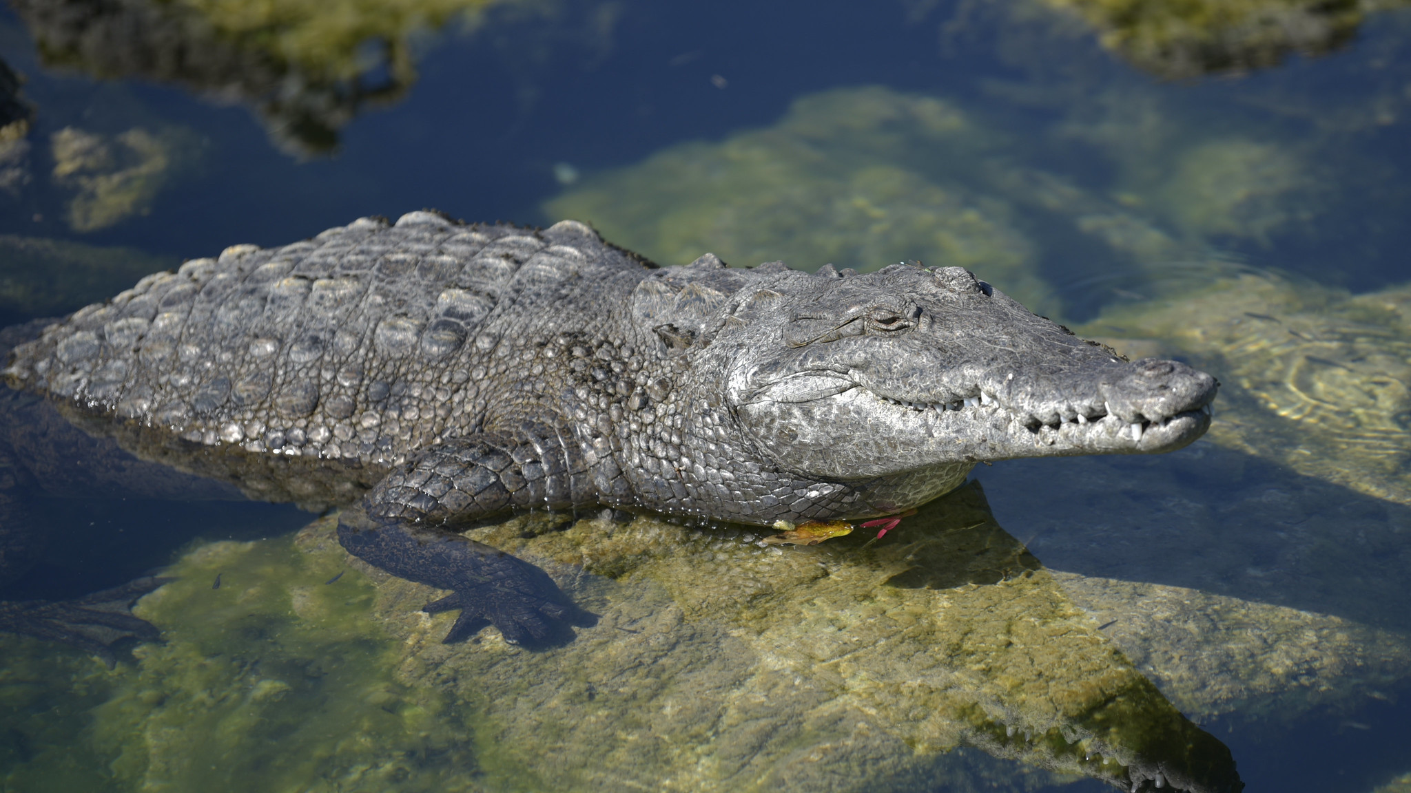 Sea Wonder: American Crocodile | National Marine Sanctuary Foundation