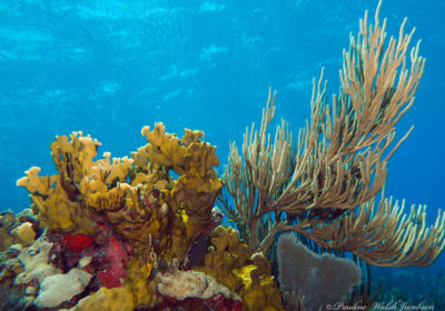 Coral reef image from U.S. Virgin Islands