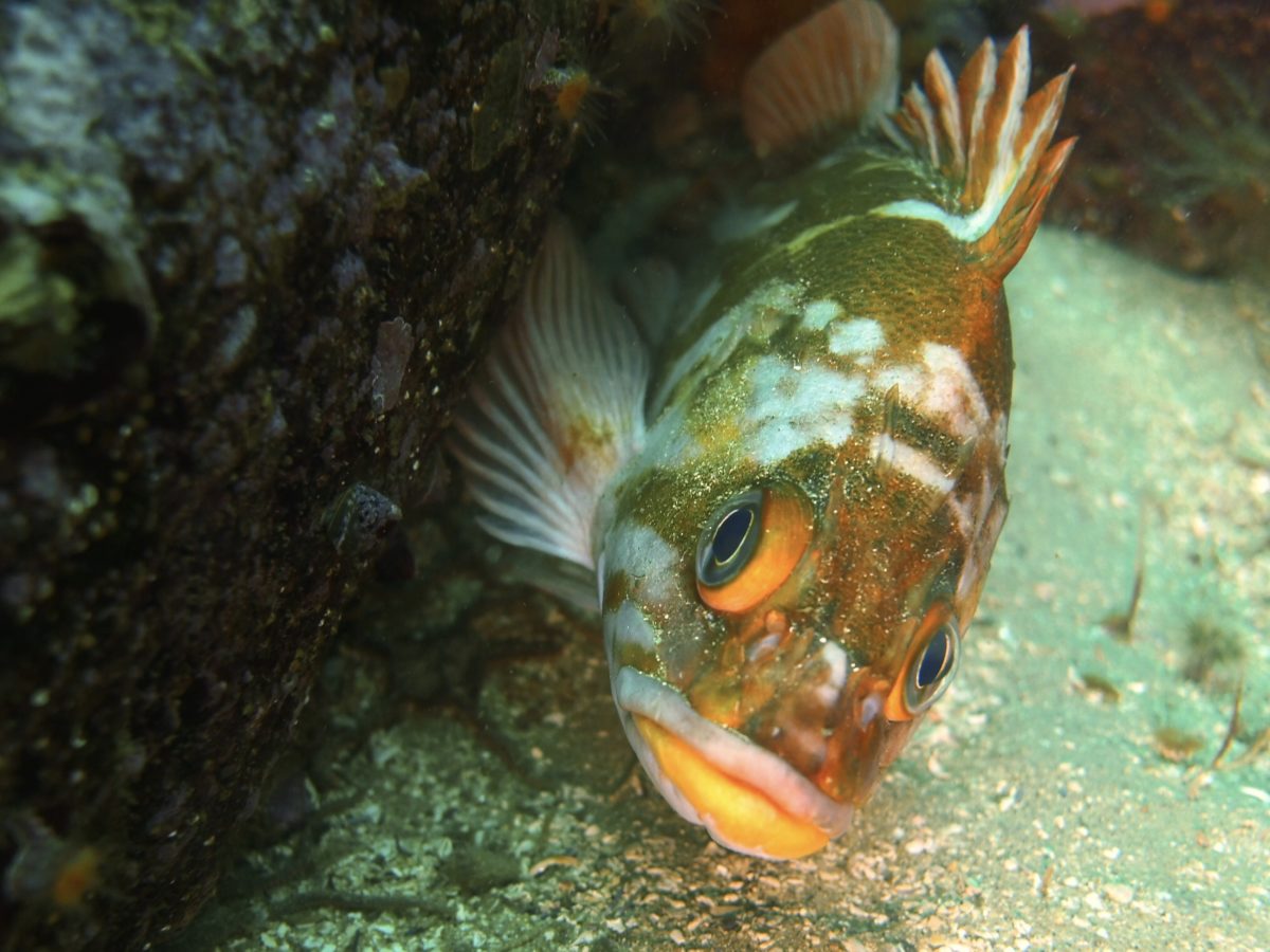 Copper Rockfish at South Monastery Beach