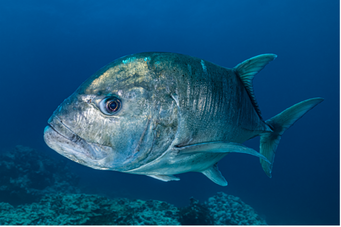 Giant Trevally fish close up while diving