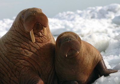 Walrus Cow and Calf