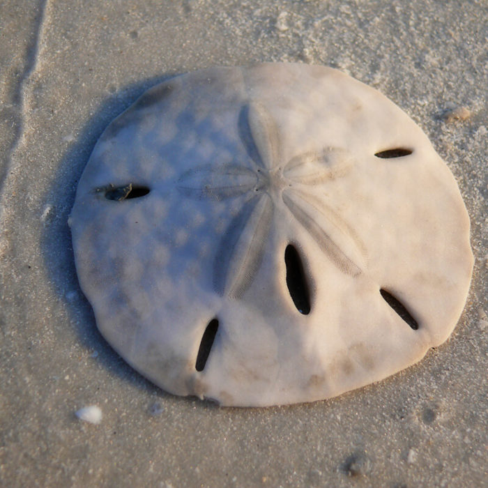 How to Find Sand Dollars at the Beach