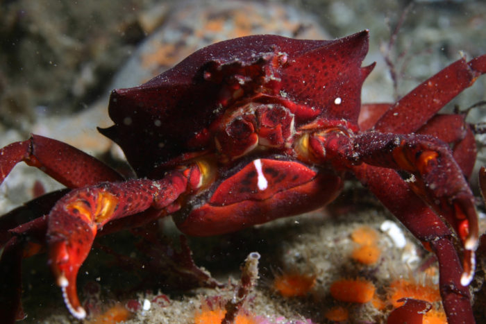 Sea Wonder: Kelp Crab
