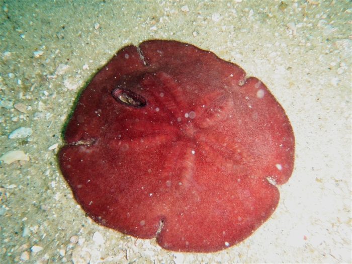 9 Fascinating Facts About Sand Dollars