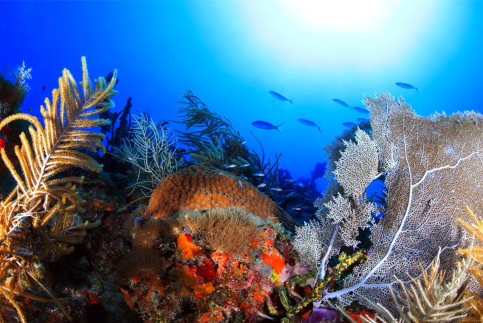 Coral: Plant or Animal? | National Marine Sanctuary Foundation