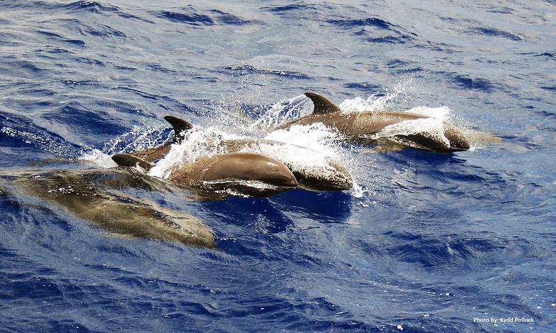 Sea Wonder: Melon-Headed Whale | National Marine Sanctuary Foundation