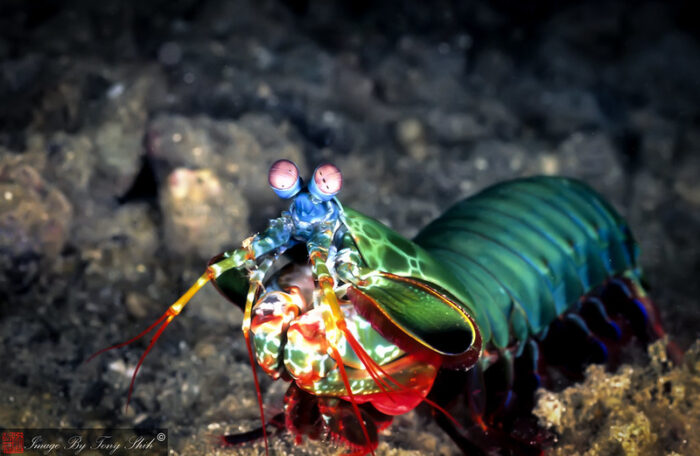 Sea Wonder: Peacock Mantis Shrimp