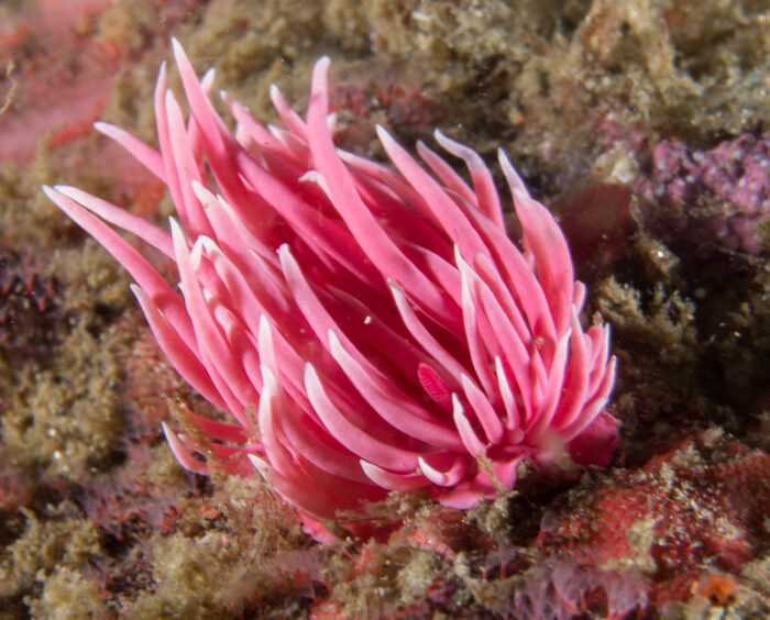 Sea Wonder: Hopkin's Rose Nudibranch