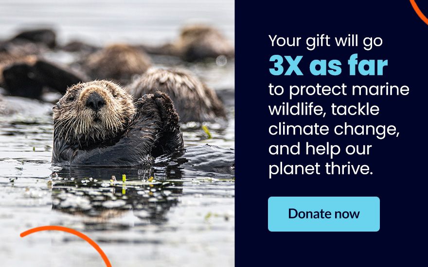 Your gift will go 3x as far to protect marine wildlife, tackle climate change, and help our planet thrive. Click to donate now.
