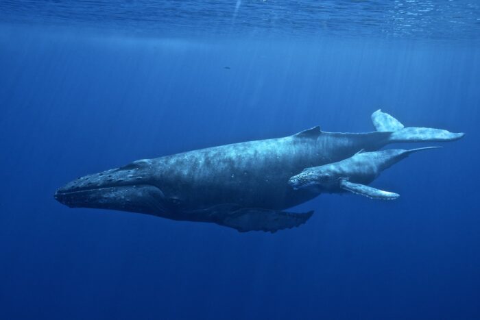 Humpback Whale Birth Witnessed for the First Time By Scientists in Hawaiian Islands Humpback Whale National Marine Sanctuary