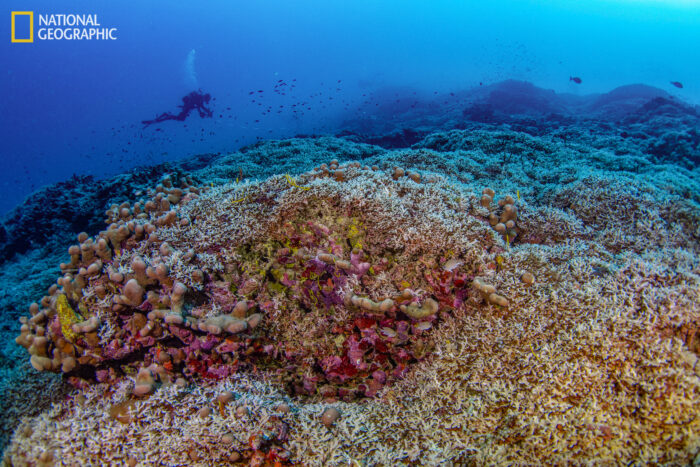 Scientists Discover World’s Largest Coral in the Solomon Islands