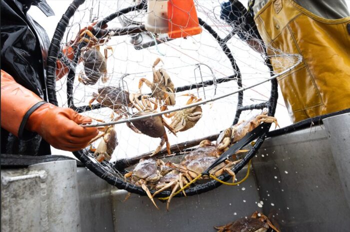 Putting Gear to the Test: Helping Fishers Adapt Through Innovation