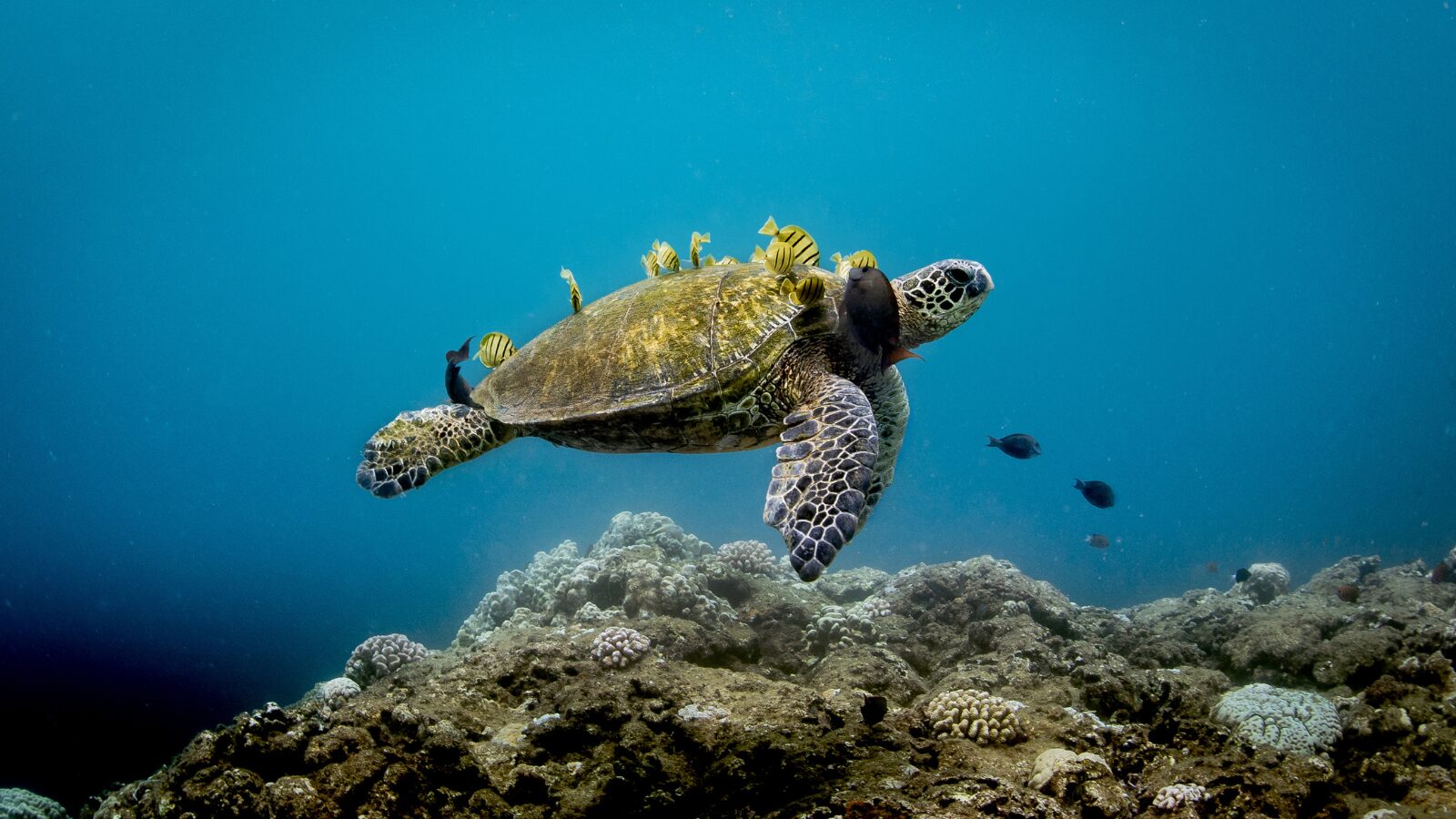 HIHWNMS fish turtle