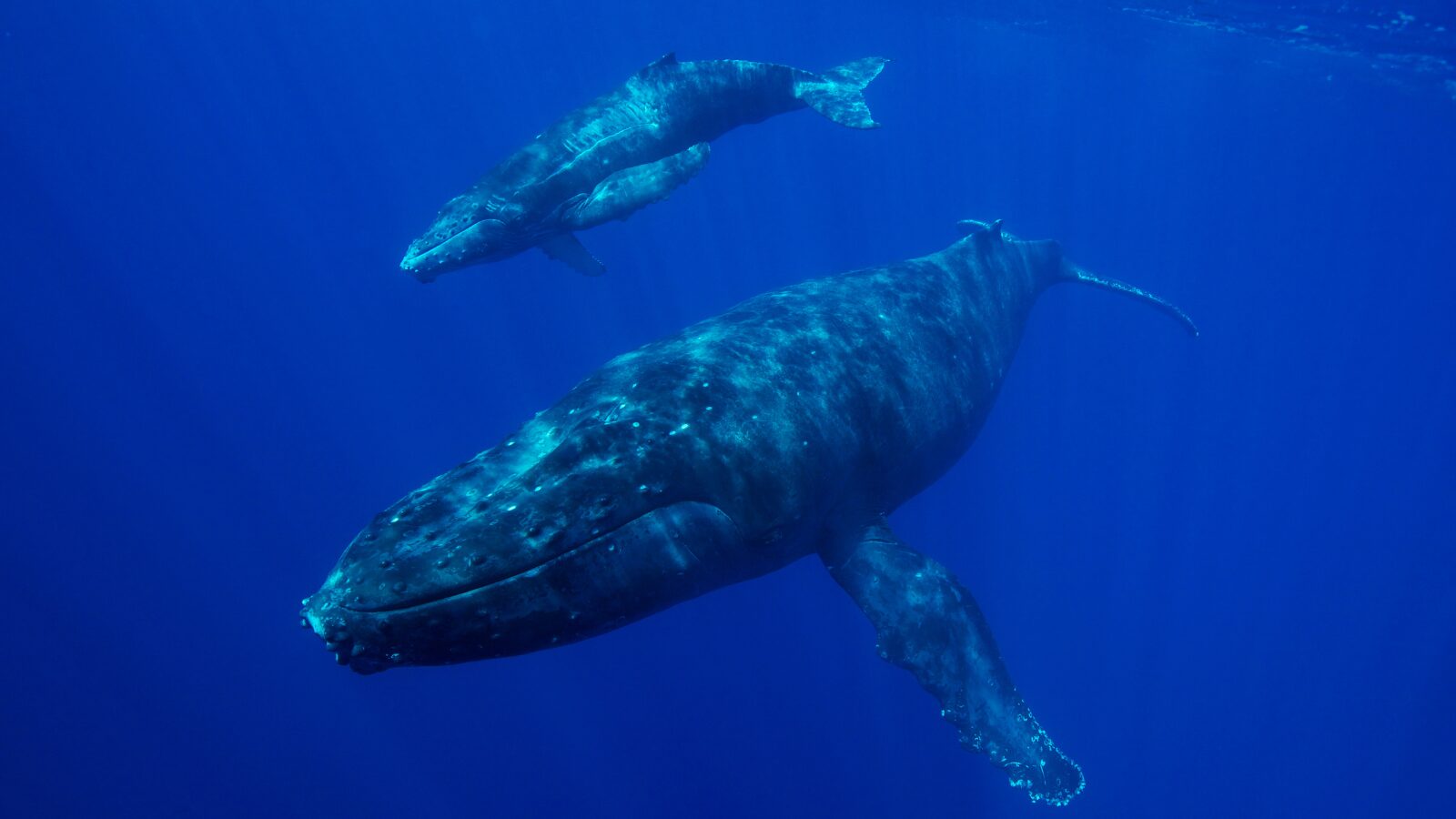 HIHWNMS whale calf underwater