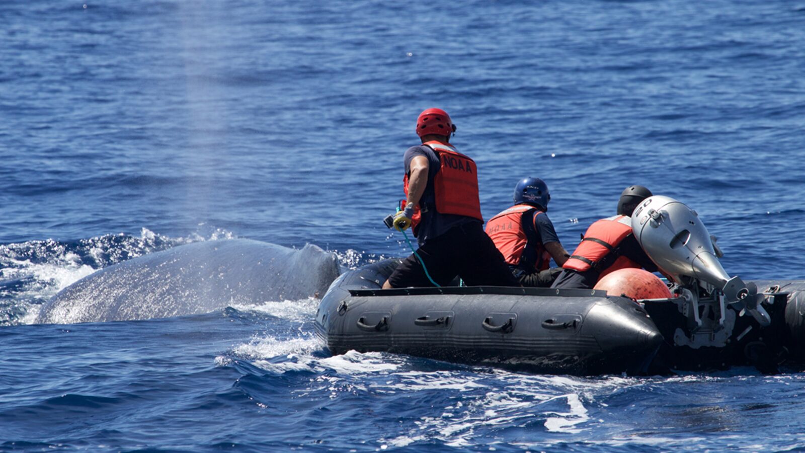 HIHWNMS whale disentanglement