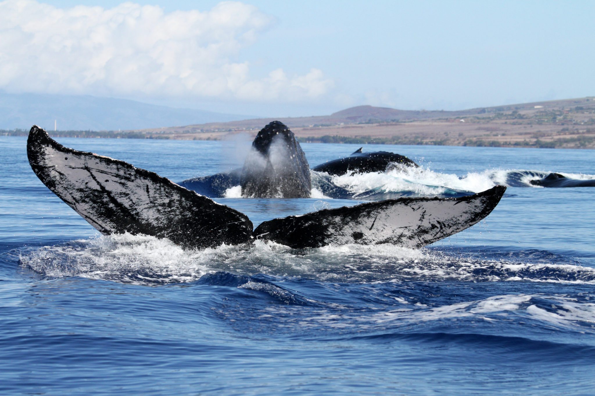 Hawaiian Islands Humpback Whale - Conserve America's Ocean | National