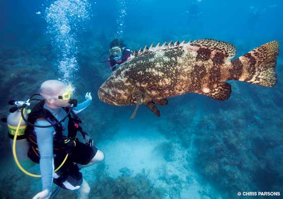 Goliath Grouper is a Gentle Giant