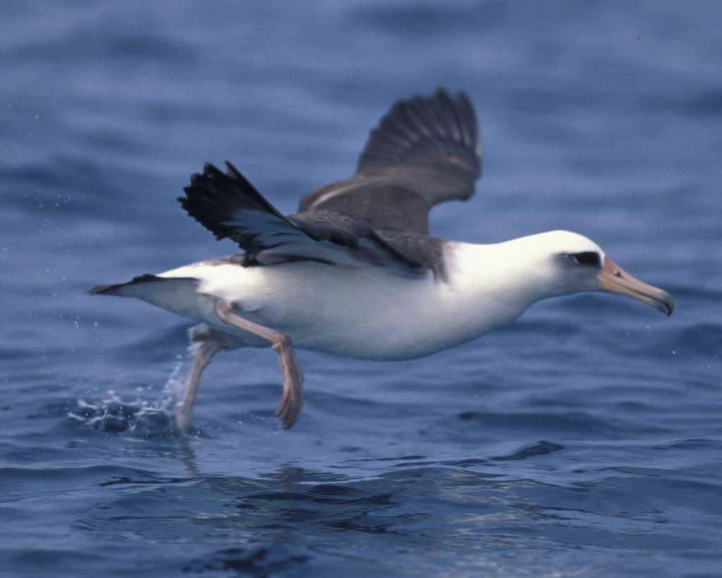 Laysan Albatross, Audubon.org