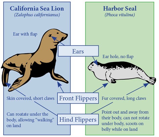 Seals and Sea Lion Identification