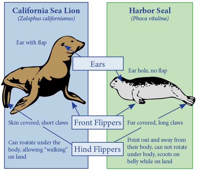 What’s the Difference? Seals vs. Sea Lions | Marine Mammal Protection