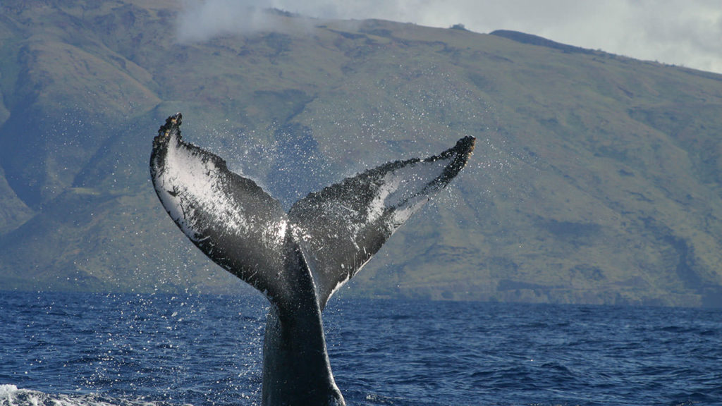 Humpback Whale Fluke (NOAA)