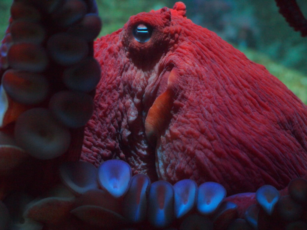 reversible octopus giant
