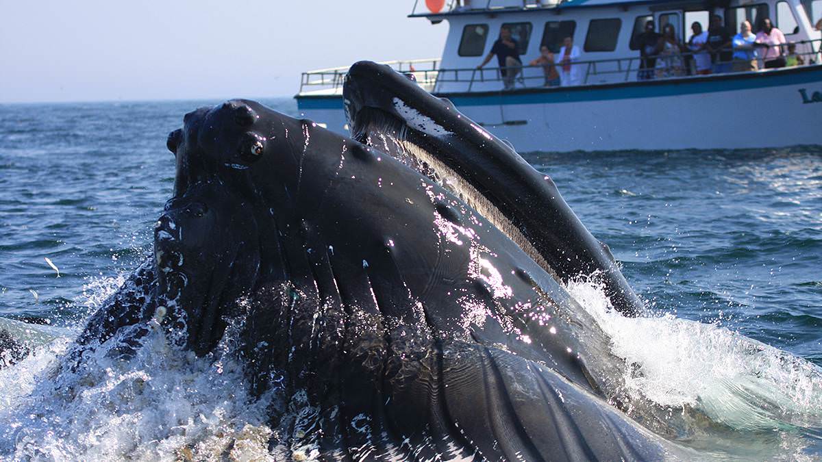 Humpback Whales Feeding (NOAA)