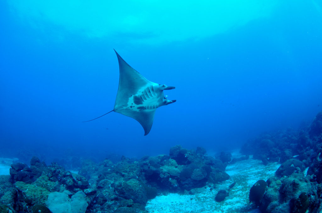 Manta ray Conservation