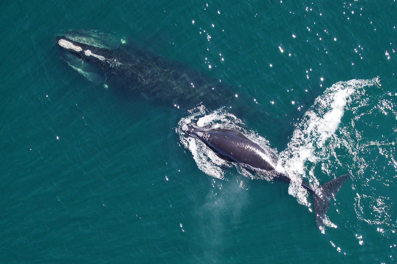 Creature Feature: North Atlantic Right Whale | NMSF